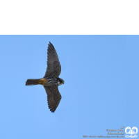 گونه لیل Eurasian Hobby